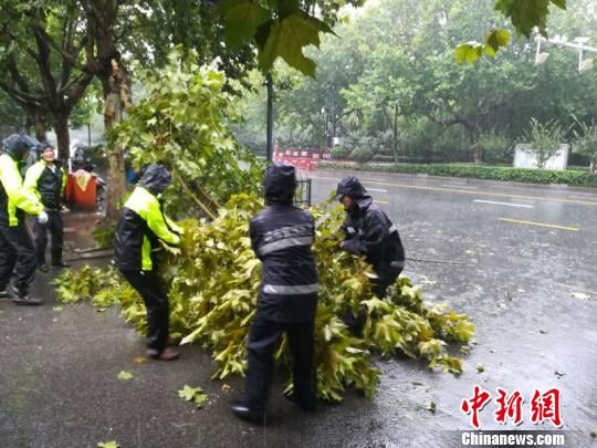台风莫兰蒂的警示,树木倒伏与行驶安全的警世寓言 台风莫兰蒂的警示,树木倒伏与行驶安全的警世寓言